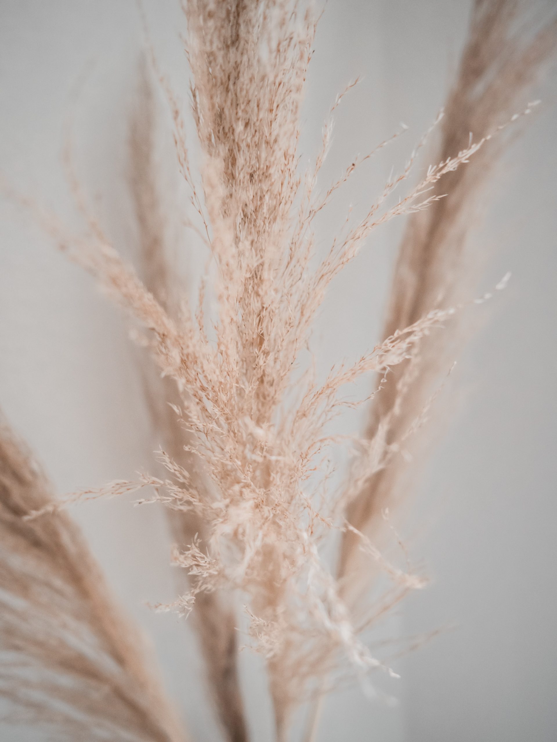 Getrocknete Pampas als Trockenblume